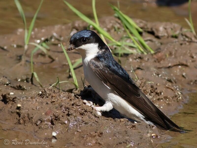 Western House Martinadult, Behaviour