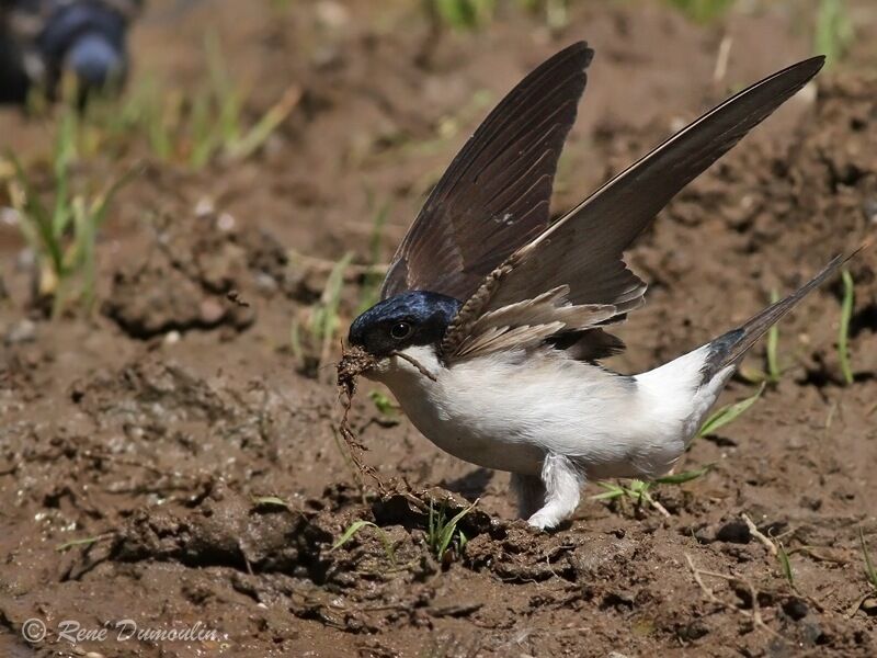 Western House Martinadult, Behaviour