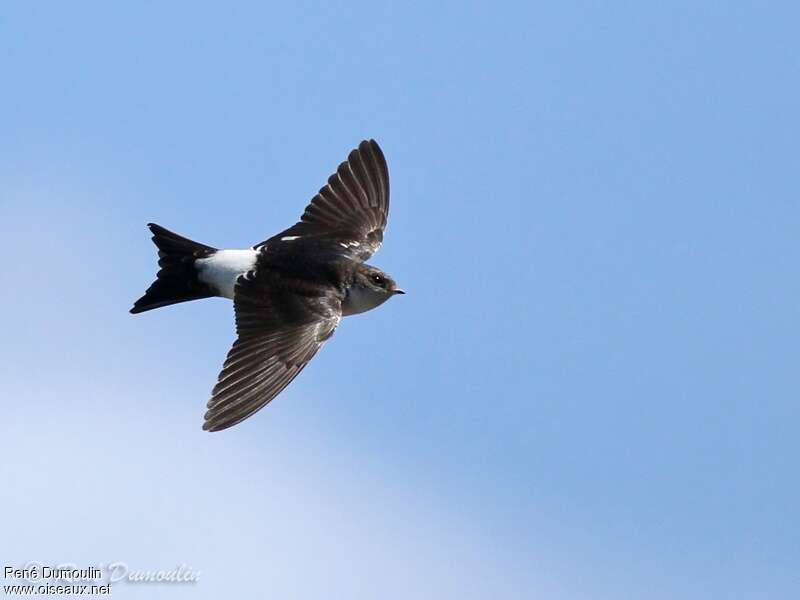 Western House Martinadult, Flight