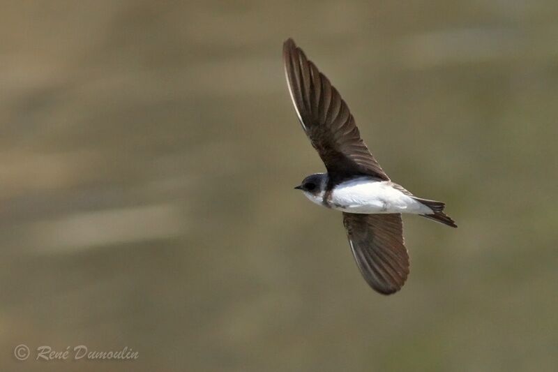 Sand Martinadult, Flight