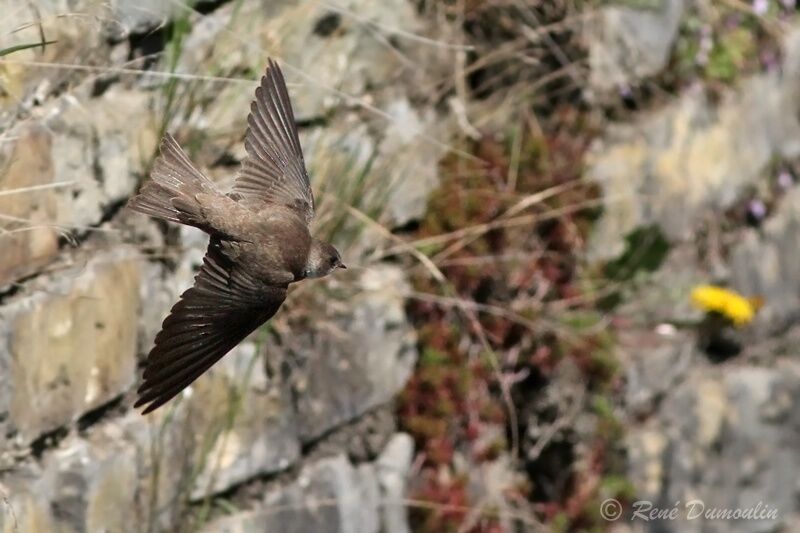 Sand Martinadult, Flight