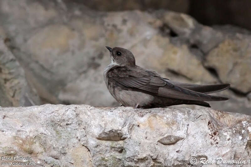 Hirondelle de rochersadulte, identification