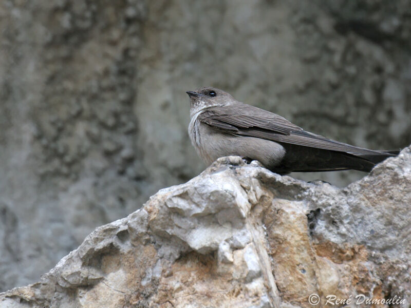 Eurasian Crag Martinadult