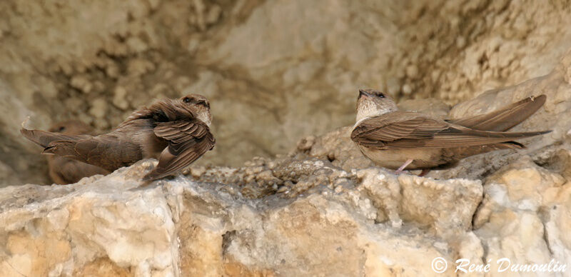 Eurasian Crag Martinadult