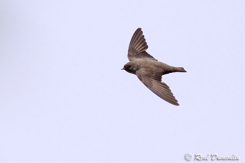 Eurasian Crag Martinadult, Flight