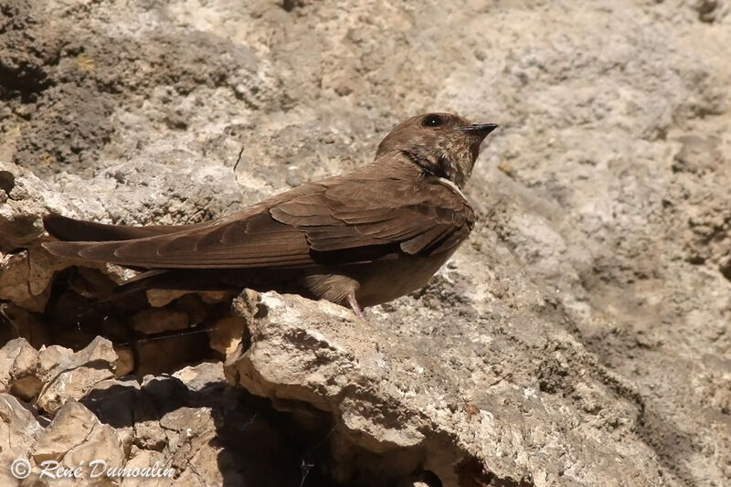 Hirondelle de rochersjuvénile, identification