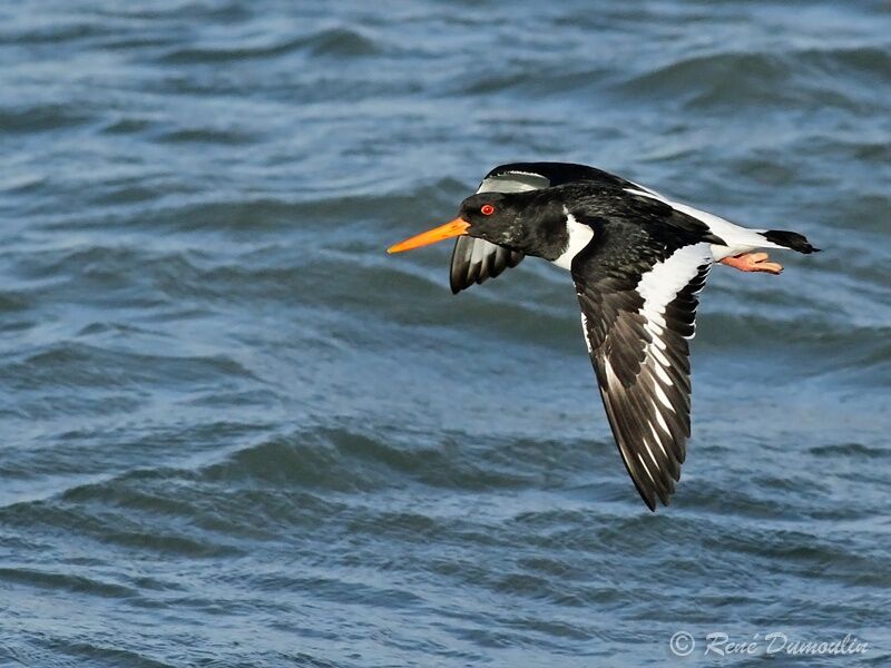 Eurasian Oystercatcheradult post breeding, Flight