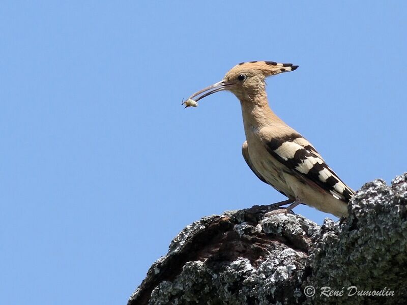 Eurasian Hoopoeadult, identification