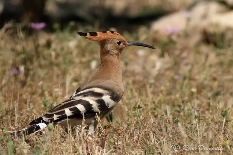 Eurasian Hoopoeadult, identification