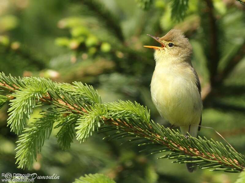 Melodious Warbler male adult, song