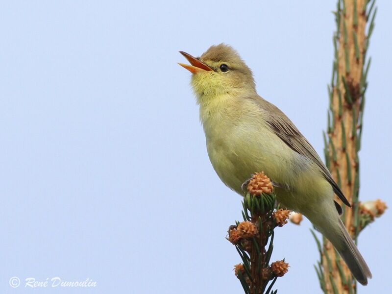 Melodious Warbler male adult, identification, song