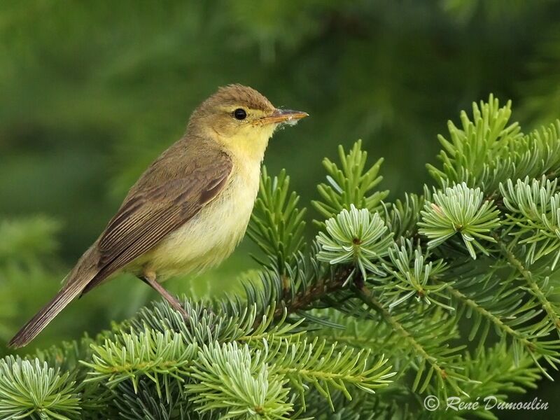 Melodious Warbleradult, identification