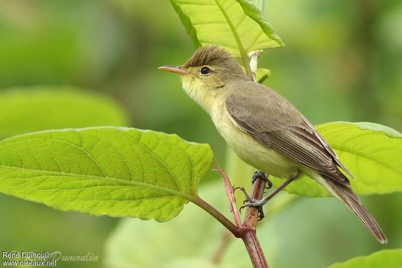 Melodious Warbler male adult breeding, identification