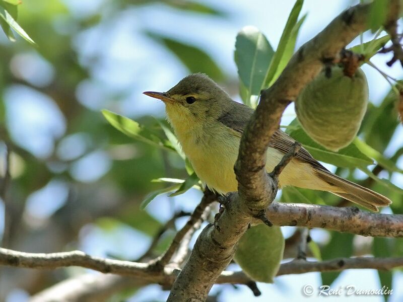 Melodious Warbleradult, identification