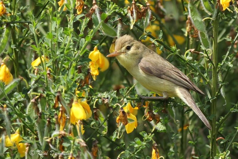 Melodious Warbler male adult breeding, identification