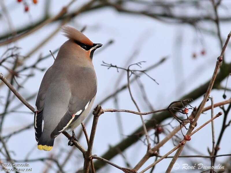 Bohemian Waxwing male adult, identification