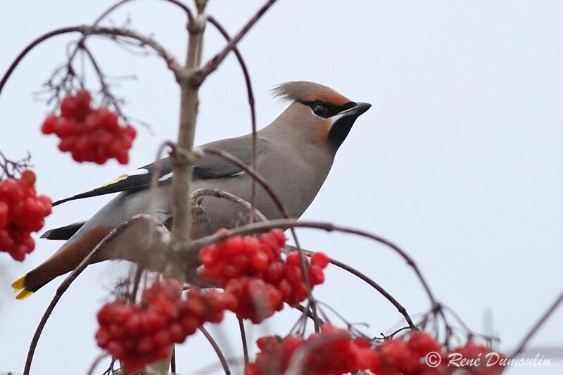 Bohemian Waxwingadult, identification