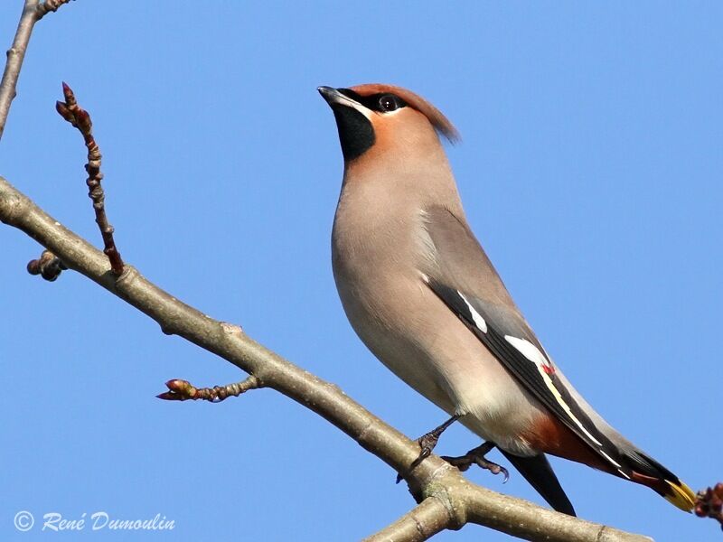 Bohemian Waxwing male juvenile, identification