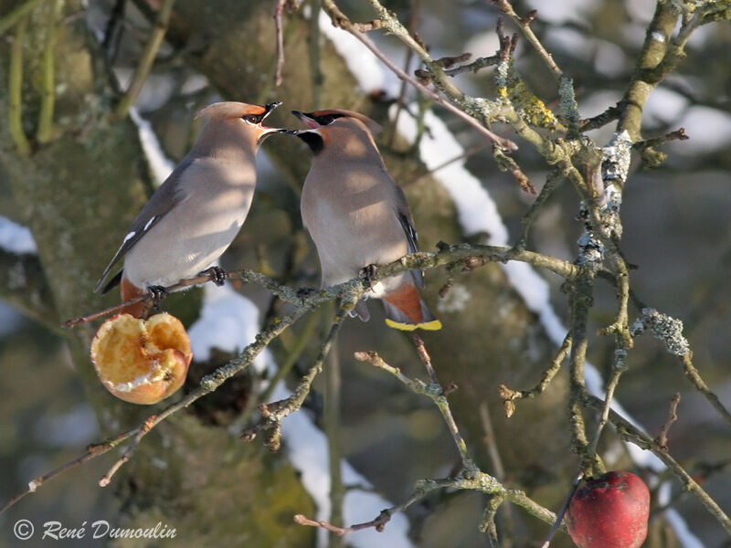 Bohemian Waxwingimmature, Behaviour