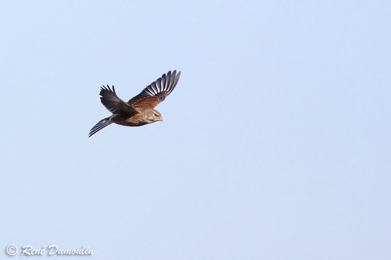 Common Linnet male adult, Flight