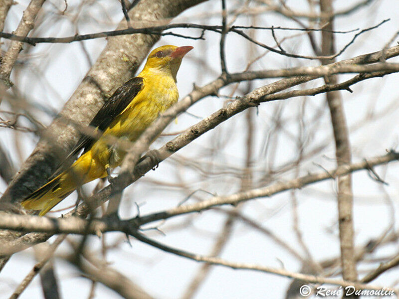 Eurasian Golden Oriole male adult