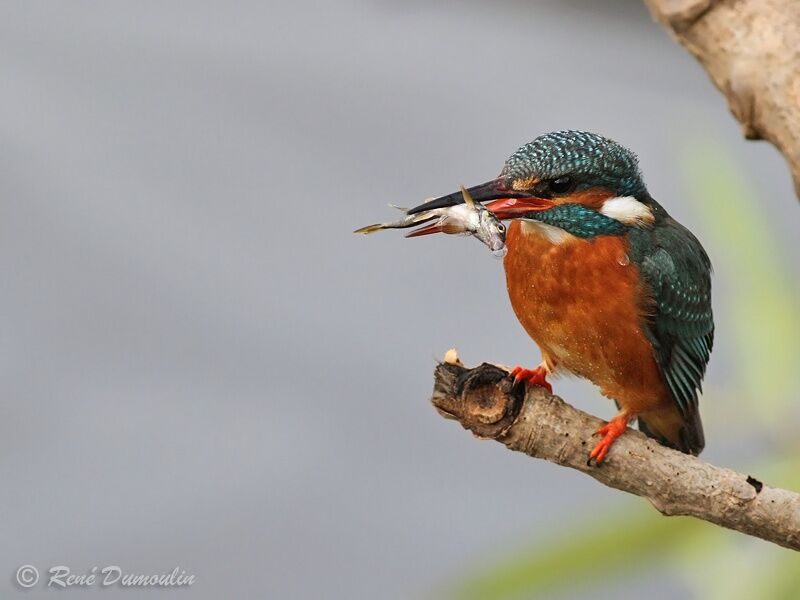 Common Kingfisher female adult, identification, feeding habits