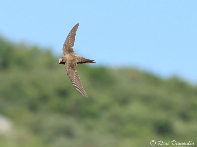 Alpine Swiftadult