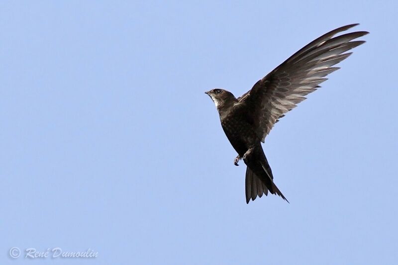 Common Swiftadult, Flight