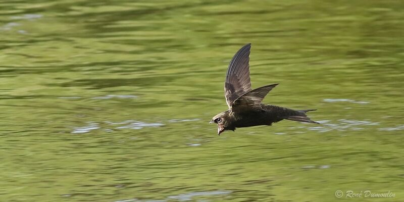 Common Swift, Flight, drinks