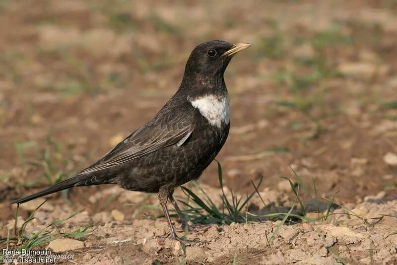 Ring Ouzel male adult breeding, identification