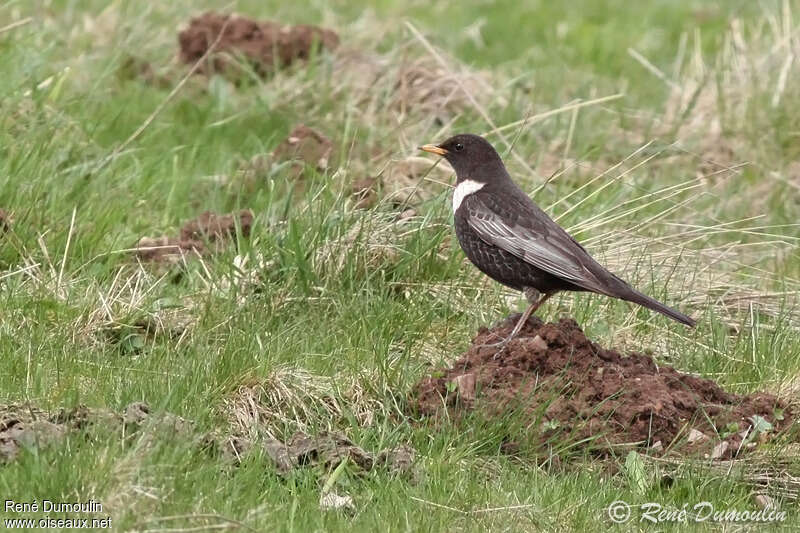 Ring Ouzel male adult, identification