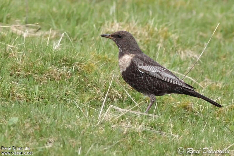 Merle à plastron femelle adulte, identification