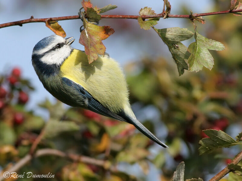 Eurasian Blue Tit