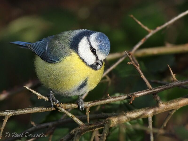 Eurasian Blue Titadult, identification