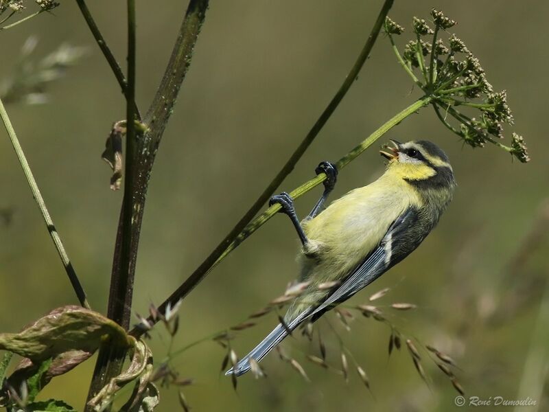 Eurasian Blue Titjuvenile, feeding habits, eats