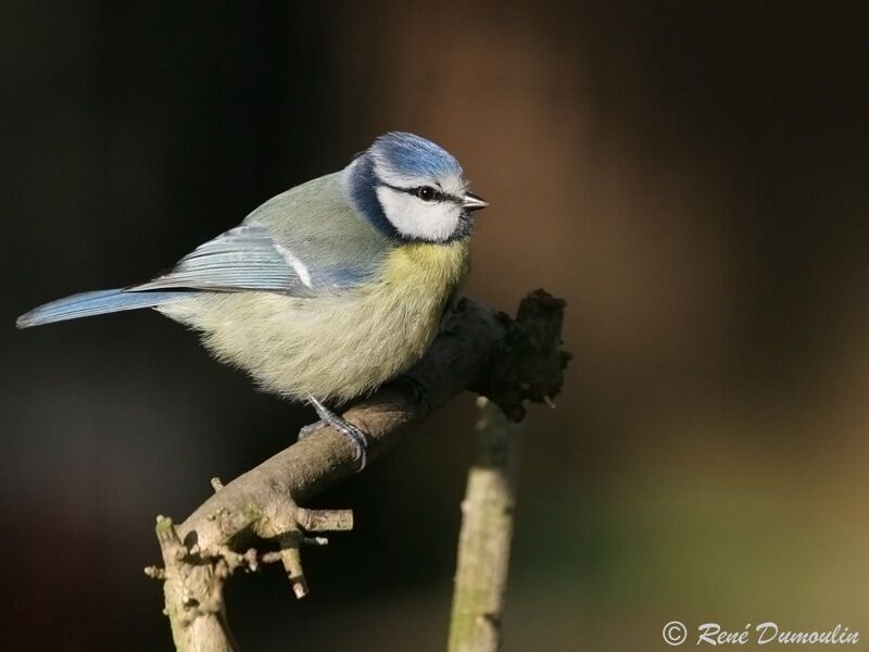 Eurasian Blue Titadult