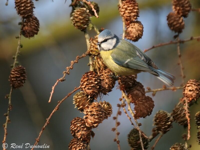 Mésange bleueadulte