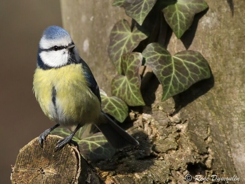 Eurasian Blue Titadult, identification