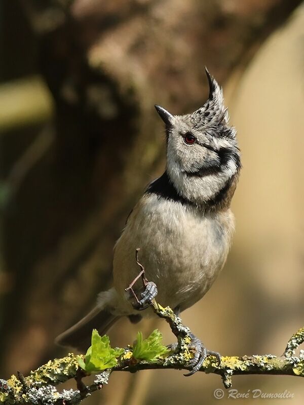 Crested Titadult breeding, identification