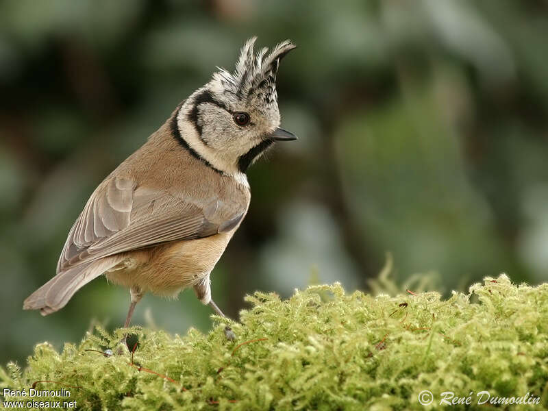 Crested Titadult, identification