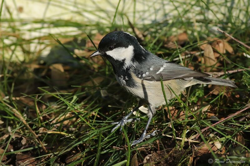 Mésange noireadulte nuptial, identification