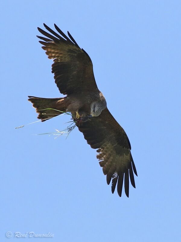 Black Kiteimmature, Flight, fishing/hunting