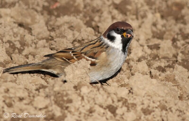 Moineau friquet, identification