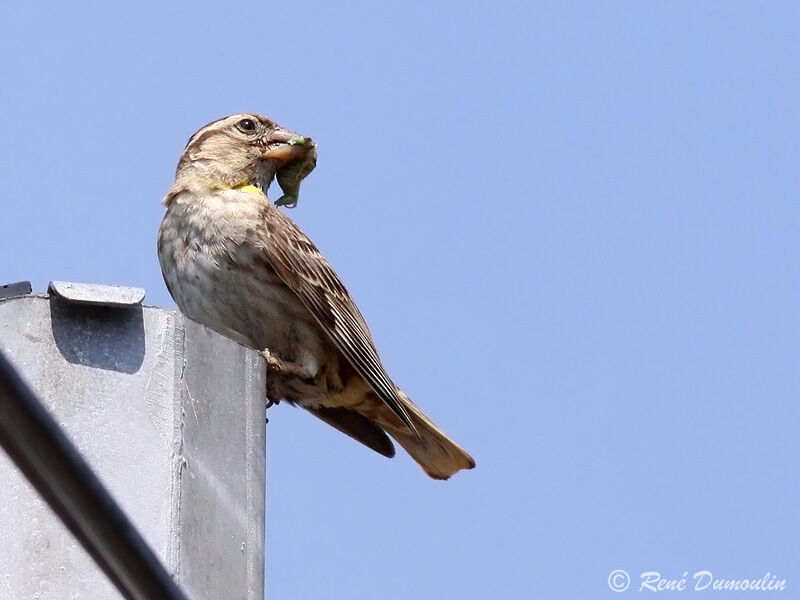 Rock Sparrowadult, identification