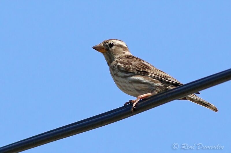 Rock Sparrowadult, identification