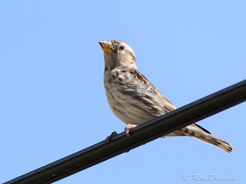 Rock Sparrowadult, identification