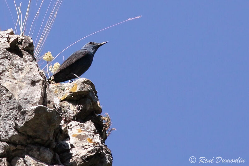 Blue Rock Thrush male, identification