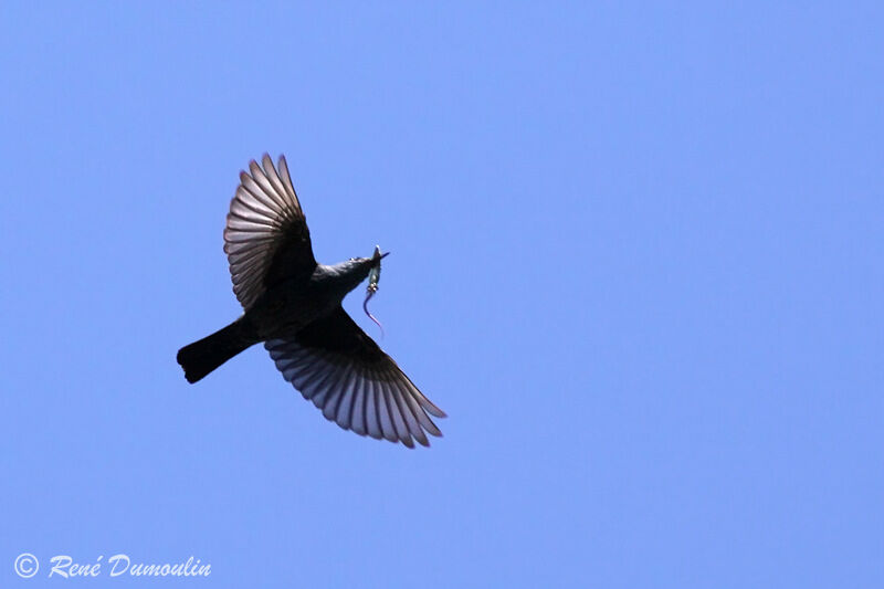 Blue Rock Thrush male adult, Flight, feeding habits