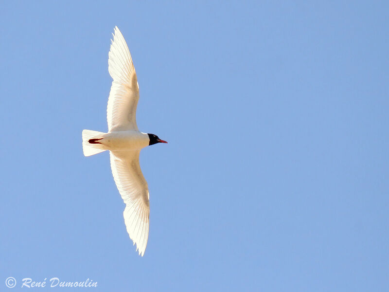 Mouette mélanocéphaleadulte