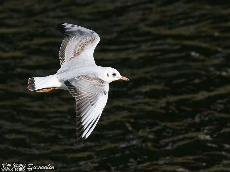 Black-headed Gullimmature, Flight